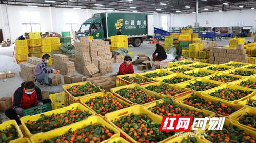 江永 57家电商企业复工 日销售果蔬13万公斤