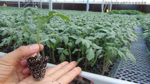 椰糠复合基质和草炭土在智能温室育苗上哪个更好用